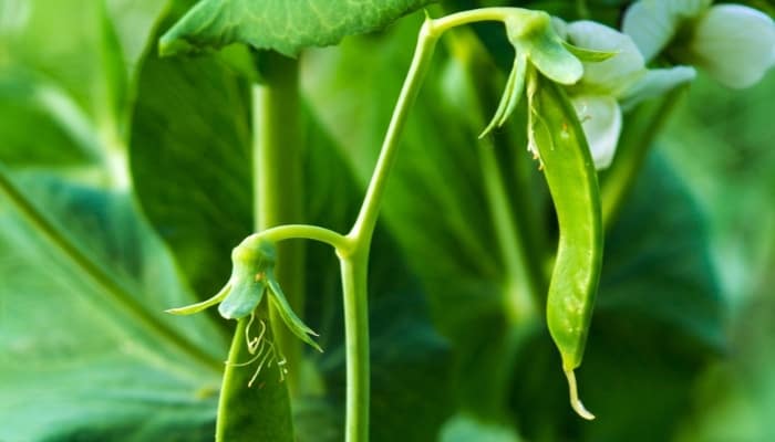 A pea vine with white flowers and developing pods.