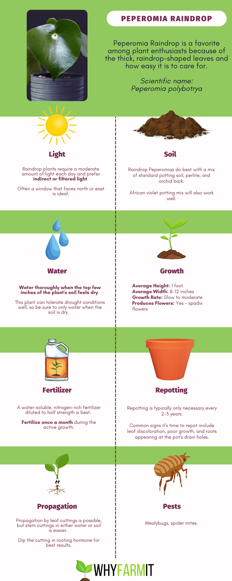 Graphic outlining the care of Peperomia Raindrop plants.