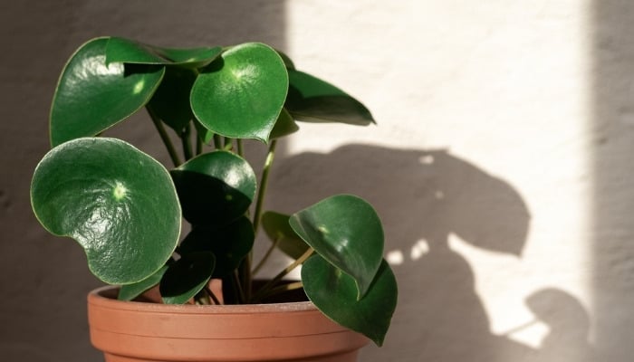 A Peperomia Raindrop plant casting a shadow on a white wall.