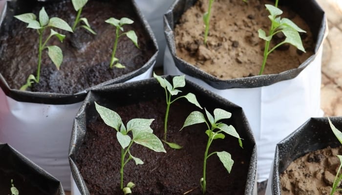 Young pepper plants growing in white grow bags outdoors.