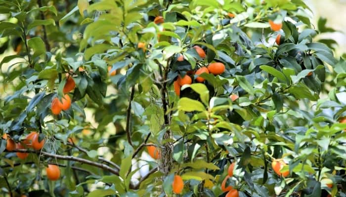 A mature persimmon tree laden with developing fruit.