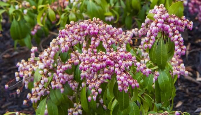 Pink Japanese Andromeda in full bloom.