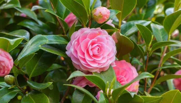 Large pink blooms on a healthy camellia bush.