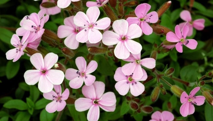 A rock soapwort plant with pink blooms.