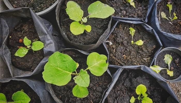 Young plants in black grow bags.