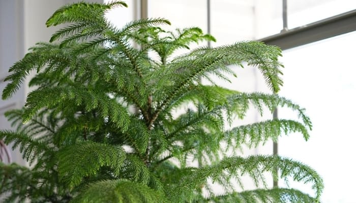 The top of an indoor Norfolk Island pine tree.