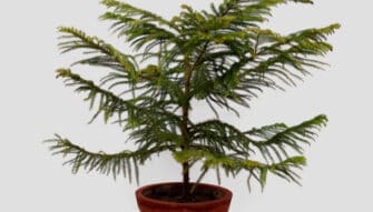 How To Grow a Pine Tree Indoors | Growing & Care Guide