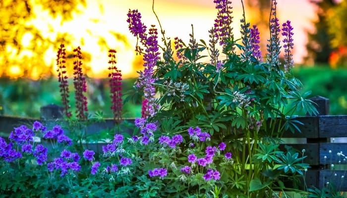 Blue and purple blooms in the shade with a setting sun in the background.