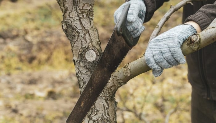 A person using a handsaw to prune a branch from a tree.