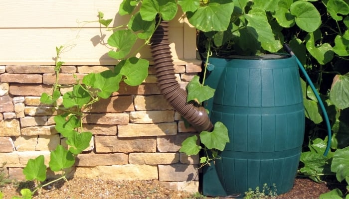 A blue rain barrel set against a home surrounded by vining plants.