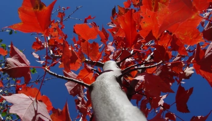 Looking up into a red maple tree in fall foliage.