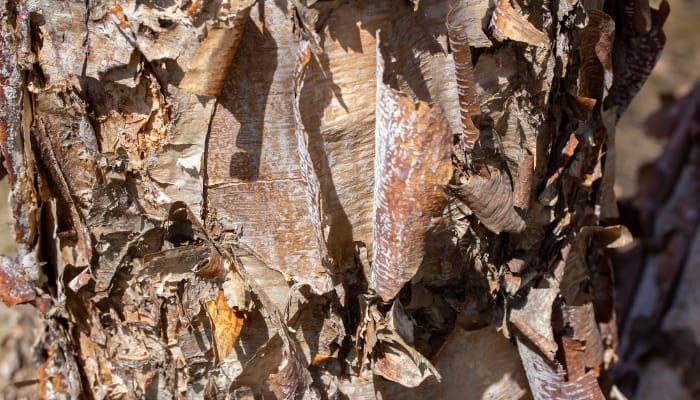 A close-up look at the bark of the river birch tree.