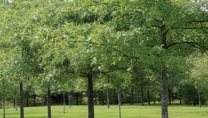 A row of pin oak trees with green leaves.
