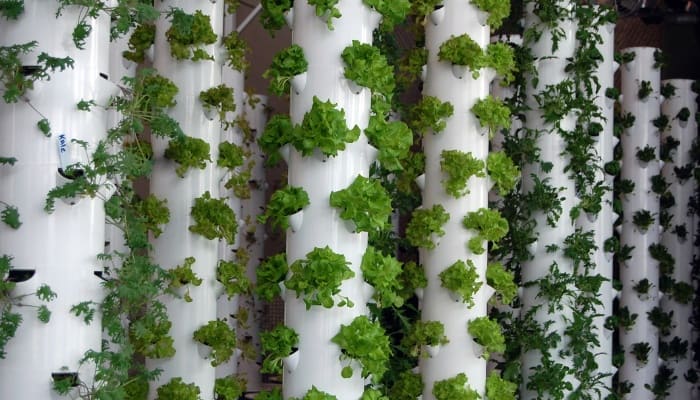 Several rows of hydroponic grow towers filled with lettuce and other plants.