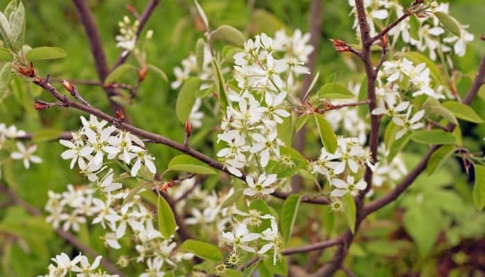 A close-up look at the blooms of a serviceberry tree.