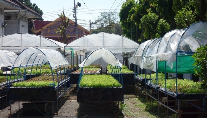 Several hoop houses protecting raised beds.