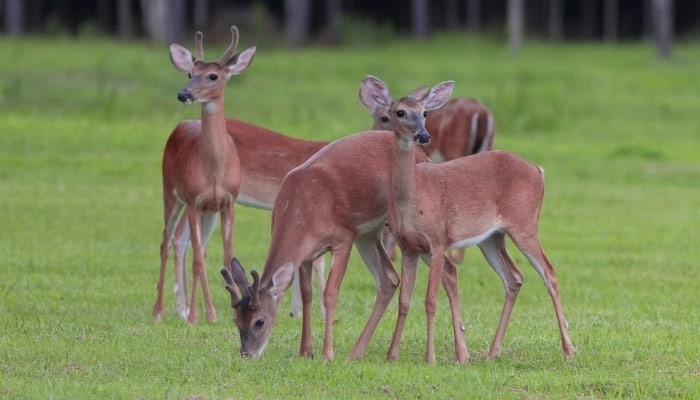 Five deer grazing in a field.