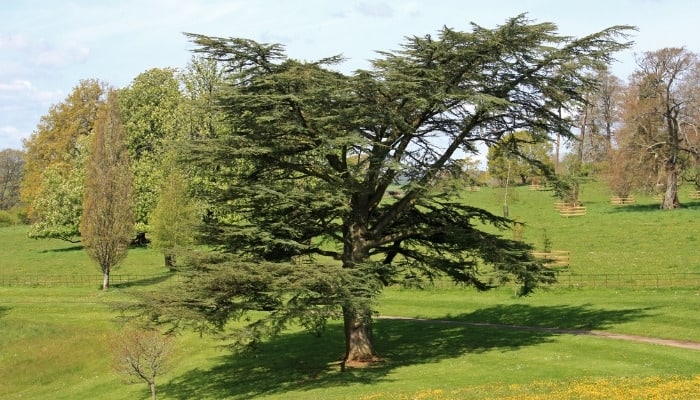 A tall, stately cedar tree growing in a park.