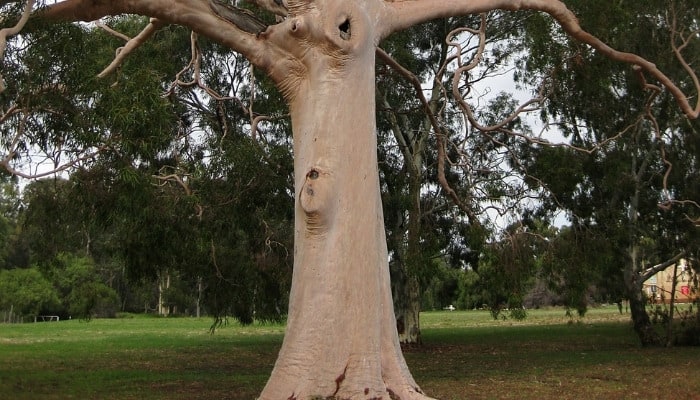 The main trunk of a smooth-bark eucalyptus tree.