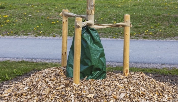 A single tree outfitted with supports, a watering bag, and mulch.