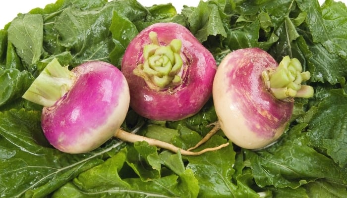 Three freshly harvested turnips.