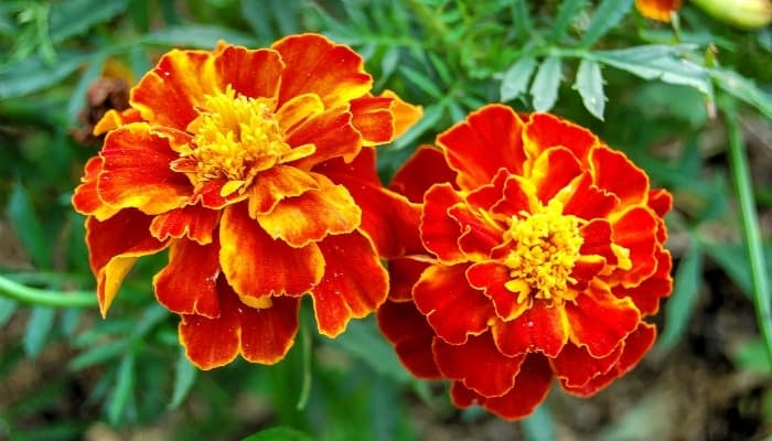 A pair of red and orange marigolds up close.