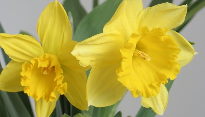 Up-close view of two yellow daffodil flowers.