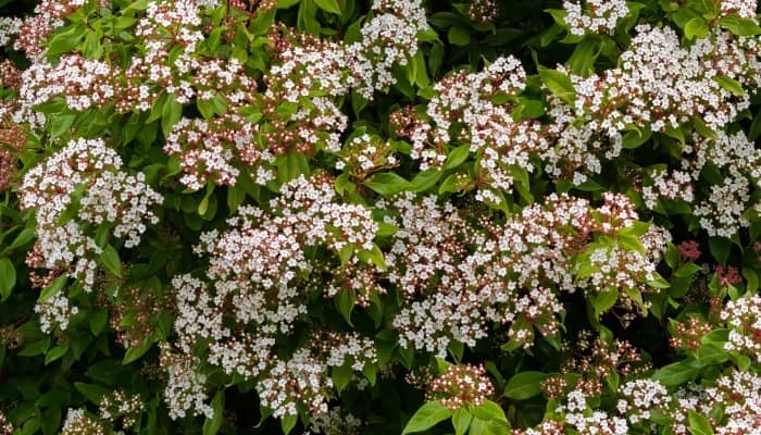 A Viburnum tinus bush in full bloom.