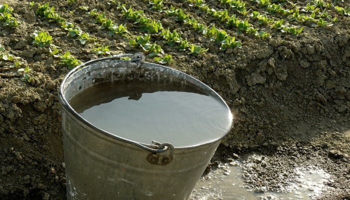 A metal bucket full of water sitting beside rows of small vegetable plants.