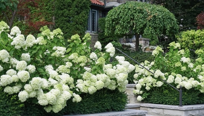 White hydrangeas and a small tree shading nearby plants in a front-yard city garden.
