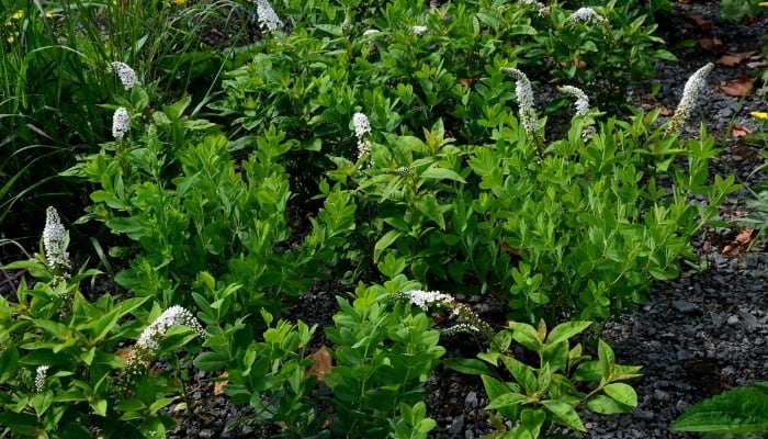 A group of young Japanese Clethra.