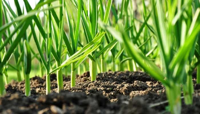 Several rows of young garlic plants growing in dark-brown soil.