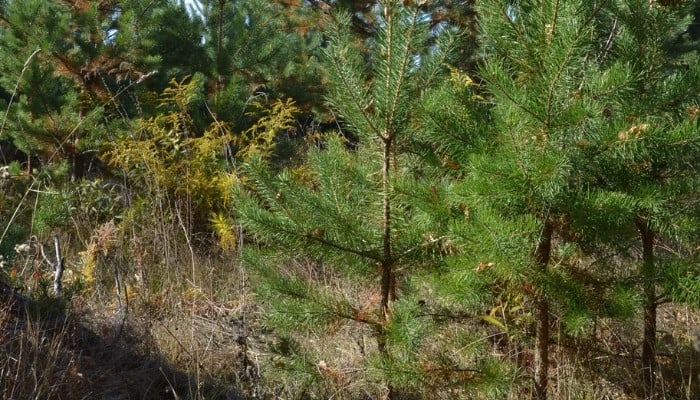 Several young pine trees growing on a hillside.