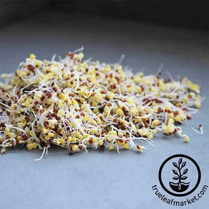 Non-GMO Sprouting Seeds | True Leaf Market