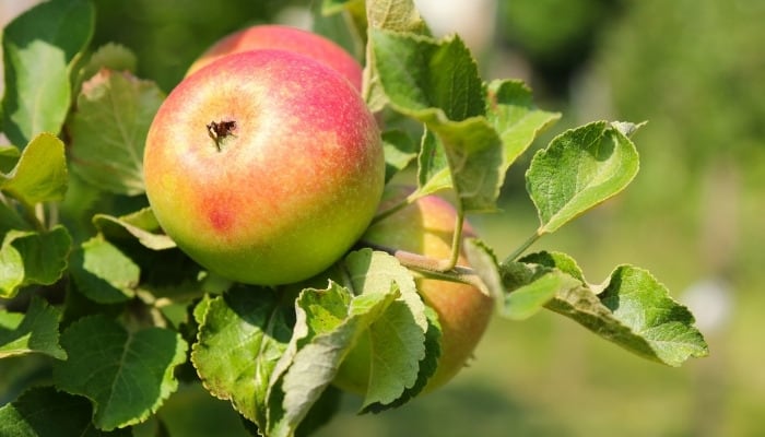 Several Alkmene apples ripening on the tree.