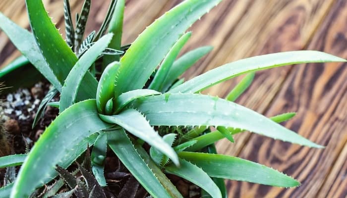 Root Bound Aloe Vera: Good or Bad? When & How To Repot