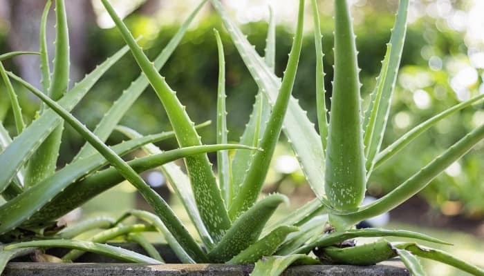 Several aloe plants growing outdoors in a cement planter.