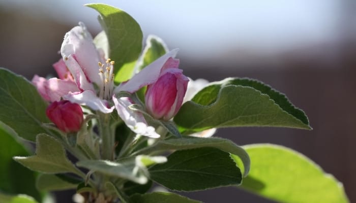 A branch tip of an Anna apple tree with pretty blossoms.