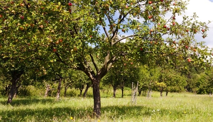 Mature apple trees growing in a field.