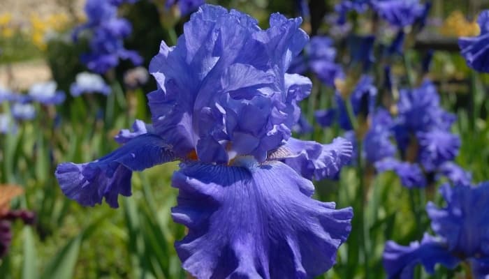 Close look at a blue bearded iris with many others in the background.