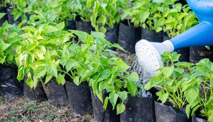 A blue watering can giving a drink to vegetable plants growing in grow bags.