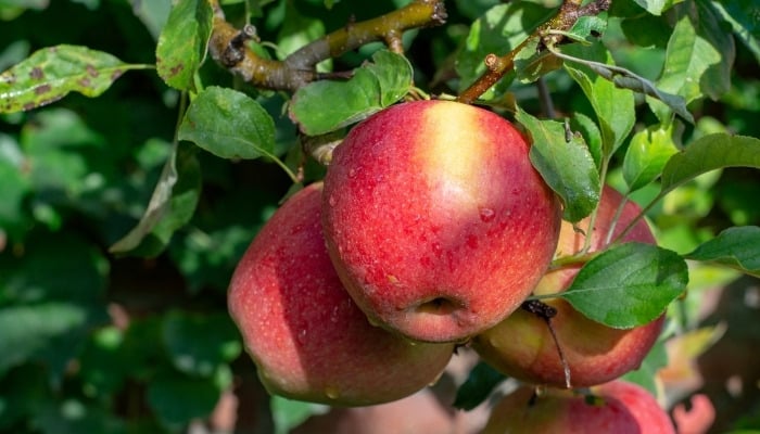 Several Braeburn apples ripening on the tree.