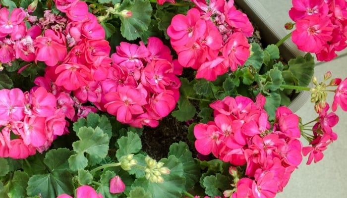 Up close look at bright pink geranium flowers.