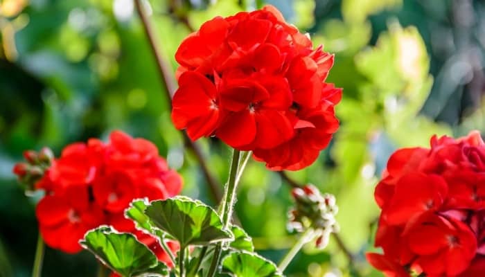 Up close view of bright red geranium flowers.