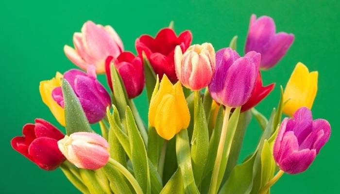 Brightly colored tulips against a green background.