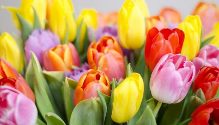 Red, orange, pink, and yellow tulips.