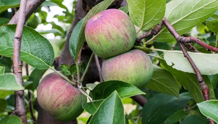 Three Cortland apples ripening on a tree.