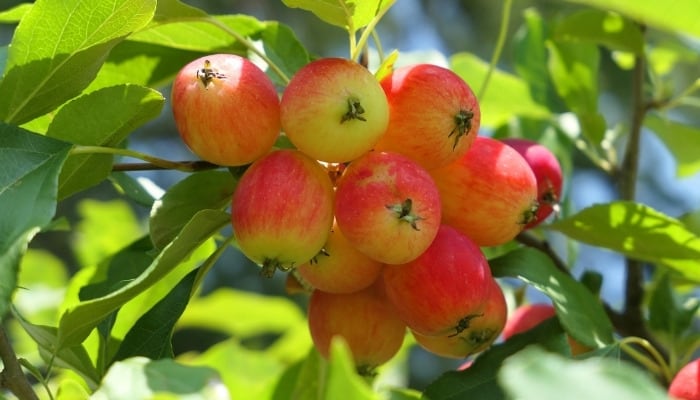 A cluster of Dolgo crabapples growing on a tree.