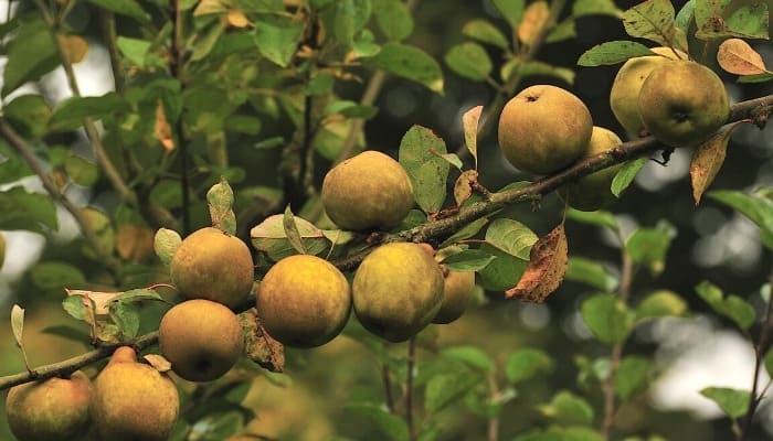 A branch of an Egremont Russet apple tree loaded with fruit.