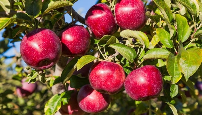 Red Empire apples ripening on the tree.